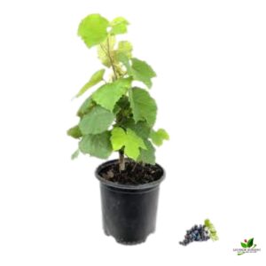 Black Grape, Angoor (Seedless) Plant – With Pot