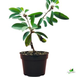 Chikoo, Sapota, Chiku Fruit (Grafted) Plant – With Pot