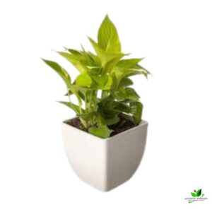 Golden Money Plant – With Square Plastic Pot