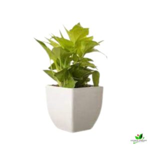 Golden Money Plant – With Square Plastic Pot