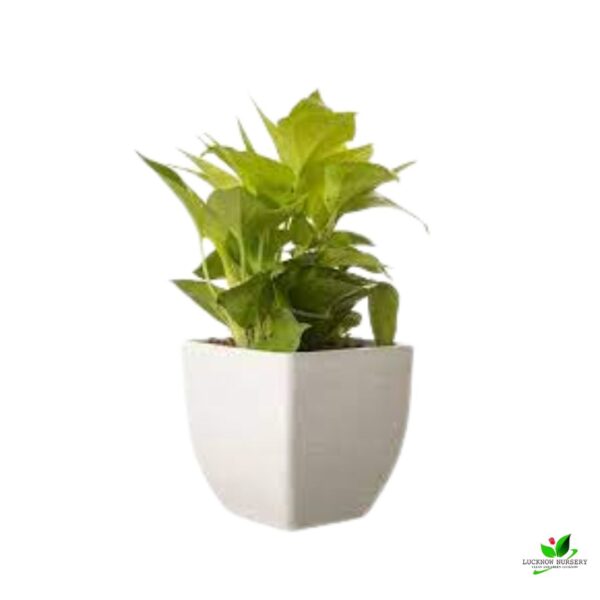 Golden Money Plant - With Square Plastic Pot - Image 2