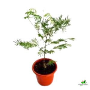 Amla Tree, Indian Gooseberry (Grafted) Plant – With Pot