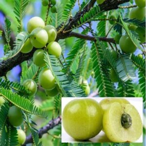 Amla Tree, Indian Gooseberry (Grafted) Plant – With Pot