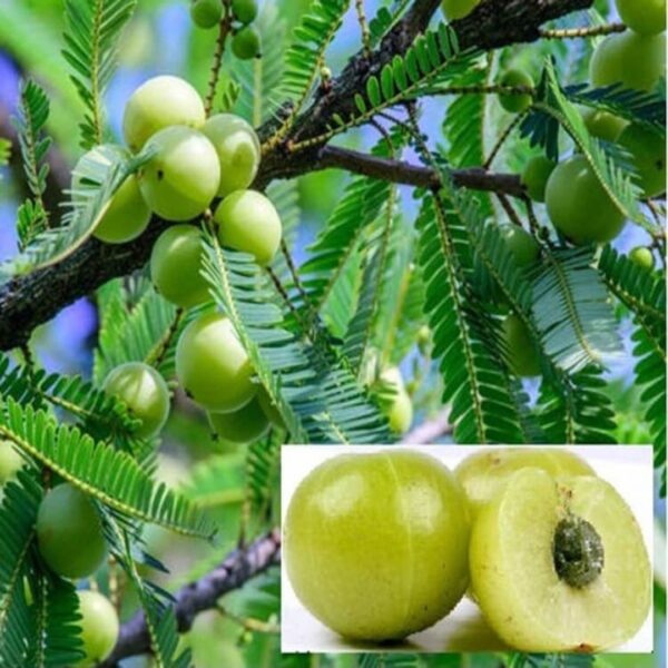 Amla Tree, Indian Gooseberry (Grafted) Plant - With Pot - Image 2