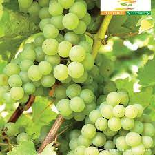 Grape, Angoor (Seedless) Plant – With Pot