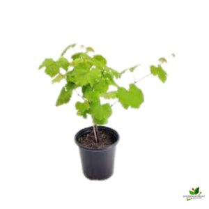 Grape, Angoor (Seedless) Plant – With Pot