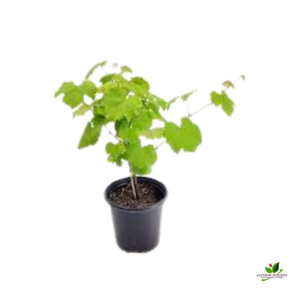 Grape, Angoor (Seedless) Plant - With Pot