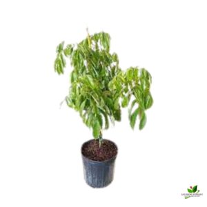 Litchi Tree (Grafted), Lychee Fruit Plant – With Pot