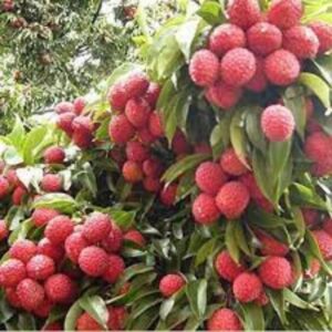 Litchi Tree (Grafted), Lychee Fruit Plant – With Pot