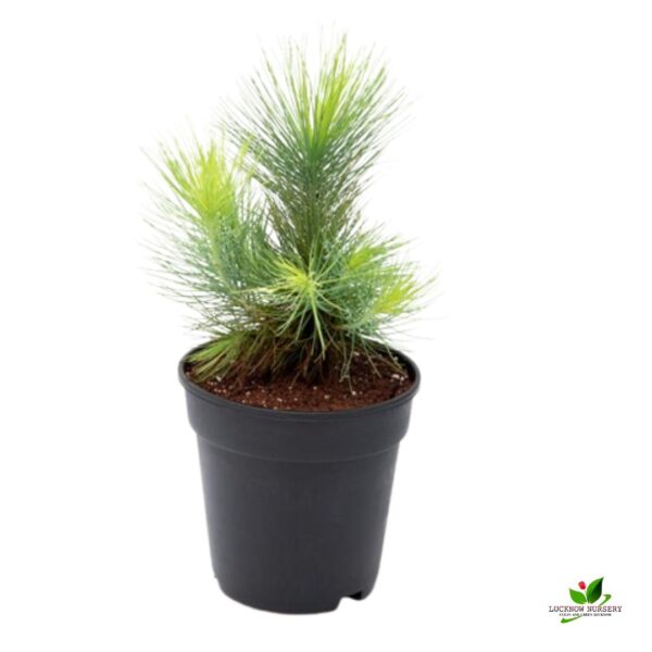 Pine Tree (Pinus) Plant - With Pot