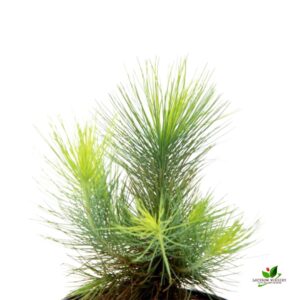 Pine Tree (Pinus) Plant – With Pot