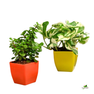 Jade N Marble Prince Money Plant (Combo Pack) – With Plastic Pot