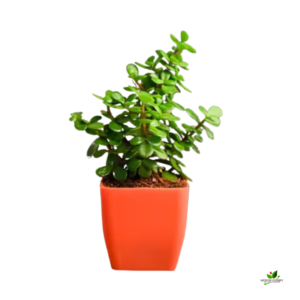 Jade N Marble Prince Money Plant (Combo Pack) – With Plastic Pot