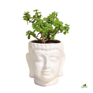 Jade Plant(Good Luck) – With Buddha Ceramic Planter