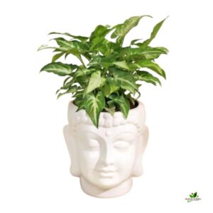 Air Purifying Mini Syngonium Plant – With Buddha Ceramic Planter