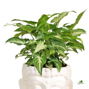 Air Purifying Mini Syngonium Plant – With Buddha Ceramic Planter