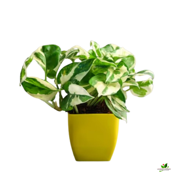 Jade N Marble Prince Money Plant (Combo Pack) - With Plastic Pot - Image 3