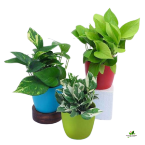 Mixed Money Plant Combo Pack Of 3 – With Pot