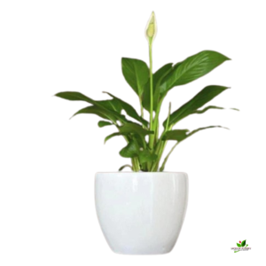 Peace Lily(Good Luck) Plant – with Ceramic Planter