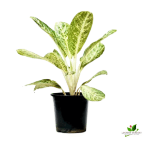 Aglaonema White Lightning Plant – With Pot