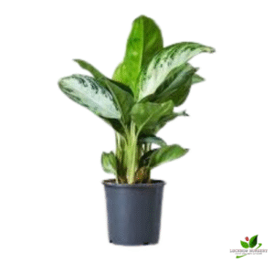 Aglaonema Jubilee Petite Plant – With Pot