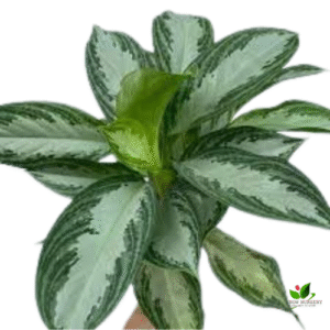 Aglaonema Jubilee Petite Plant – With Pot