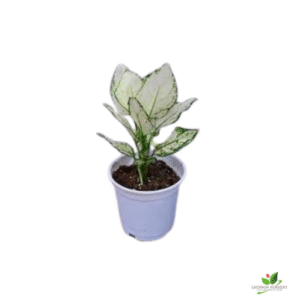 Aglaonema Super White Plant – In 2.5 inch Pot
