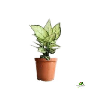 Aglaonema Super White Plant – In 5 inch Pot