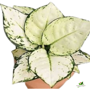 Aglaonema Super White Plant – In 2.5 inch Pot