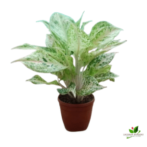 Aglaonema White Lipstick Plant – With Pot