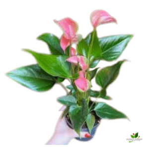 Anthurium (Pink) Plant – With Pot