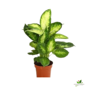 Dieffenbachia Lemon Plant – with Pot