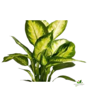 Dieffenbachia Lemon Plant – with Pot