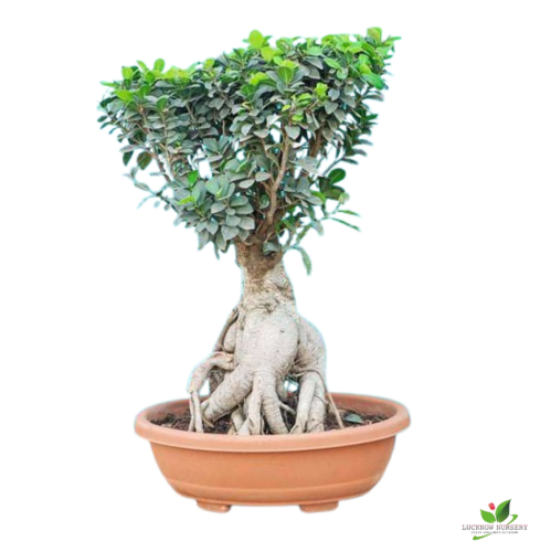 Ficus Panda Bonsai Tree - with Pot - Image 2