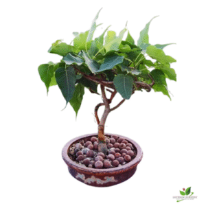 Peepal (Pipal) Bonsai Tree – with Pot