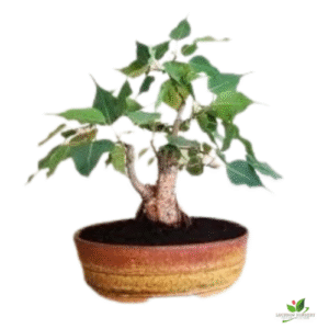 Peepal (Pipal) Bonsai Tree – with Pot