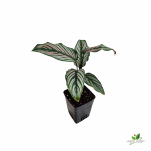 Calathea ornata Sanderiana (Pink stripes) Plant – With 8.5 cm Pot