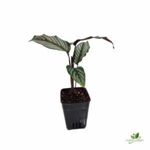 Calathea ornata Sanderiana (Pink stripes) Plant – With 8.5 cm Pot