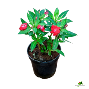 Garden Balsam / Impatiens (Red) Plant – With Pot