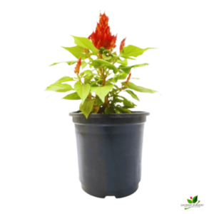 Celosia / Cockscomb (Orange) Plant – With Pot