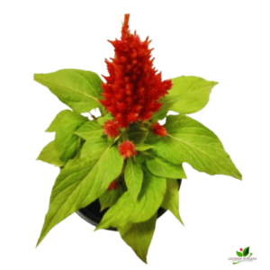 Celosia / Cockscomb (Orange) Plant – With Pot