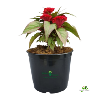 Celosia / Cockscomb (Red) Plant – With Pot