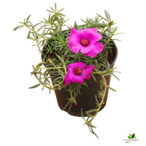 9 O Clock, Portulaca (Pink) Plant – With Pot