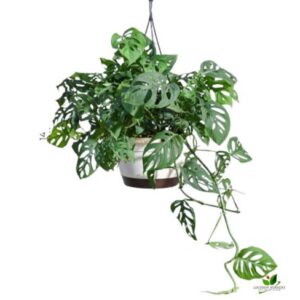 Philodendron Broken Heart (Monstera) Plant – With Hanging Pot