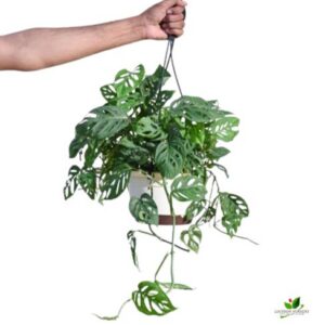 Philodendron Broken Heart (Monstera) Plant – With Hanging Pot