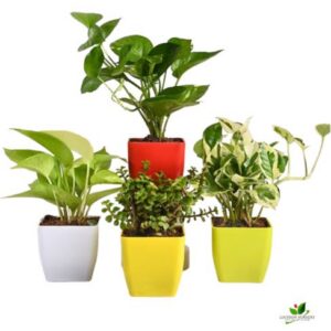 Air Purifying Indoor Plant Combo with Decorative Pots