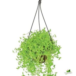 Turtle vine, Callisia repens Plant – With Hanging Pot