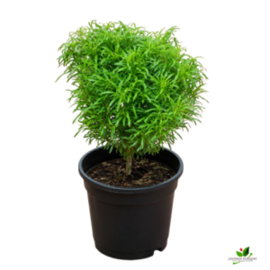 Golden Ming Aralia Plant – with Pot