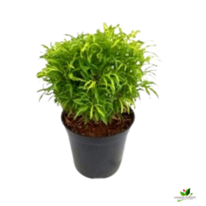 Golden Ming Aralia Plant – with Pot