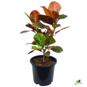 Croton Variegatum Plant – with 8 inch Pot